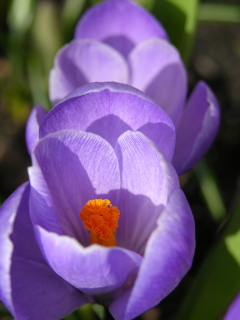 The crocus knows how to entice fingers of sun into its centre to start seed production early.