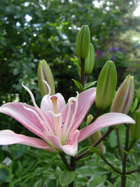 "Pick me! Pick me!" the lily begs of the bee.